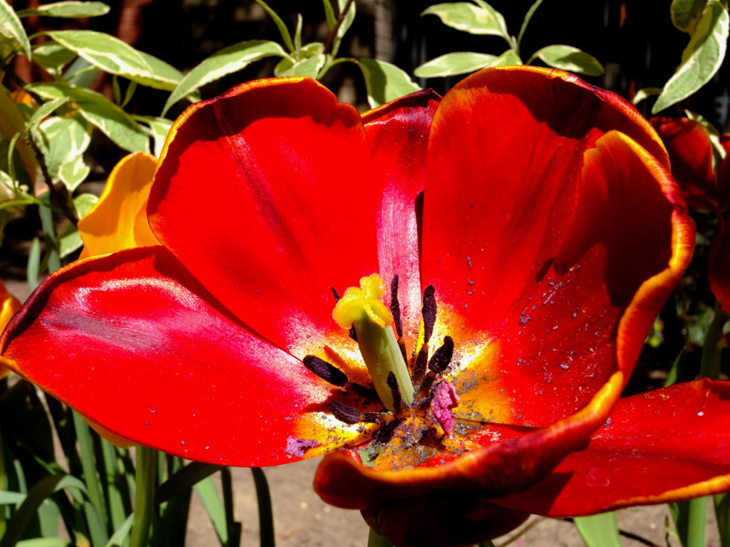 Tulip