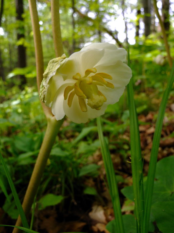 Mayapple