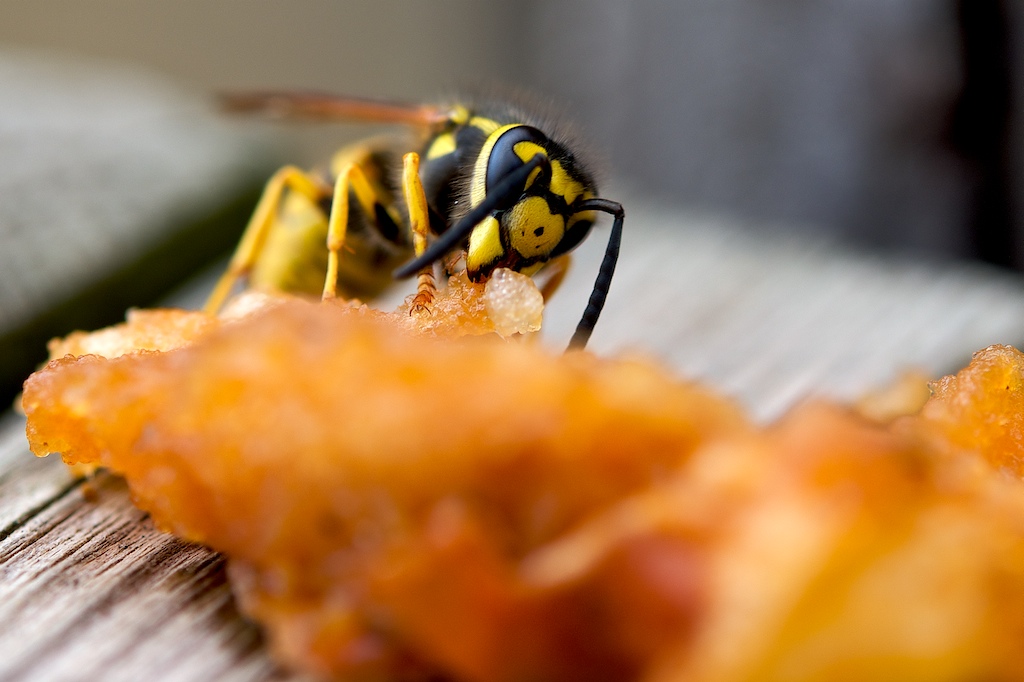 Wasp