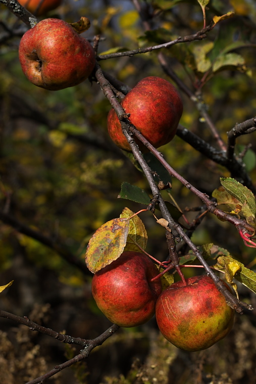 Apples