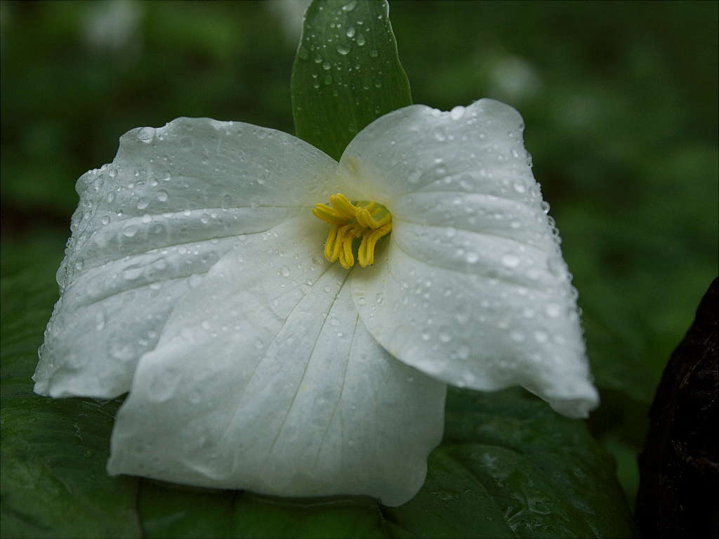 Trillium #2