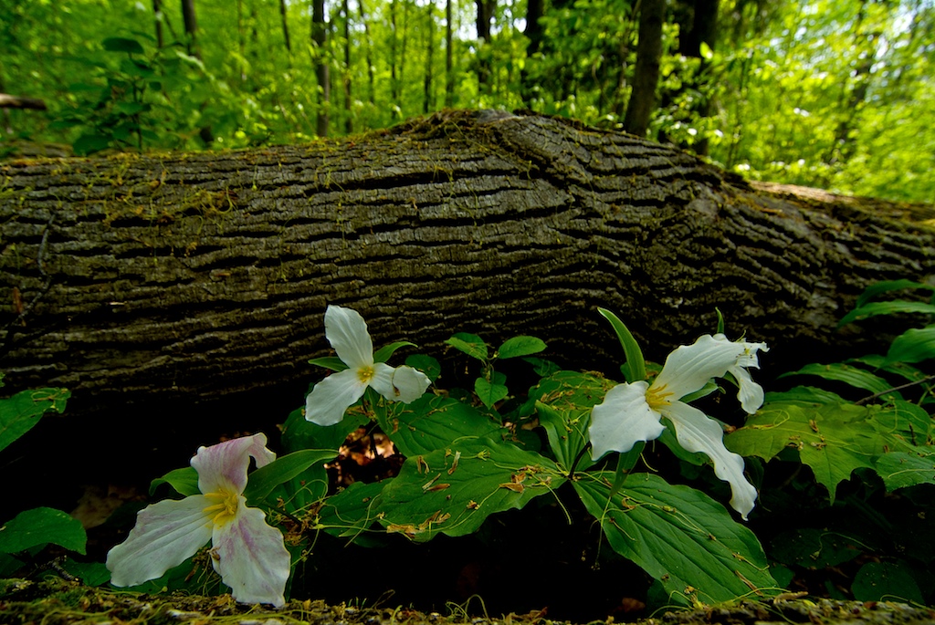 Trilliums