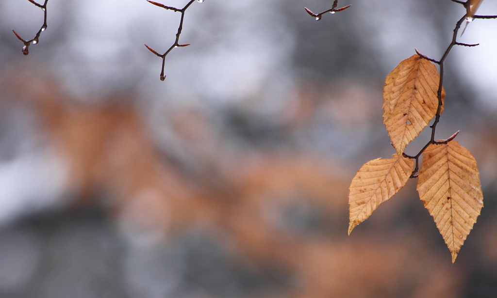 Leaves & Drops