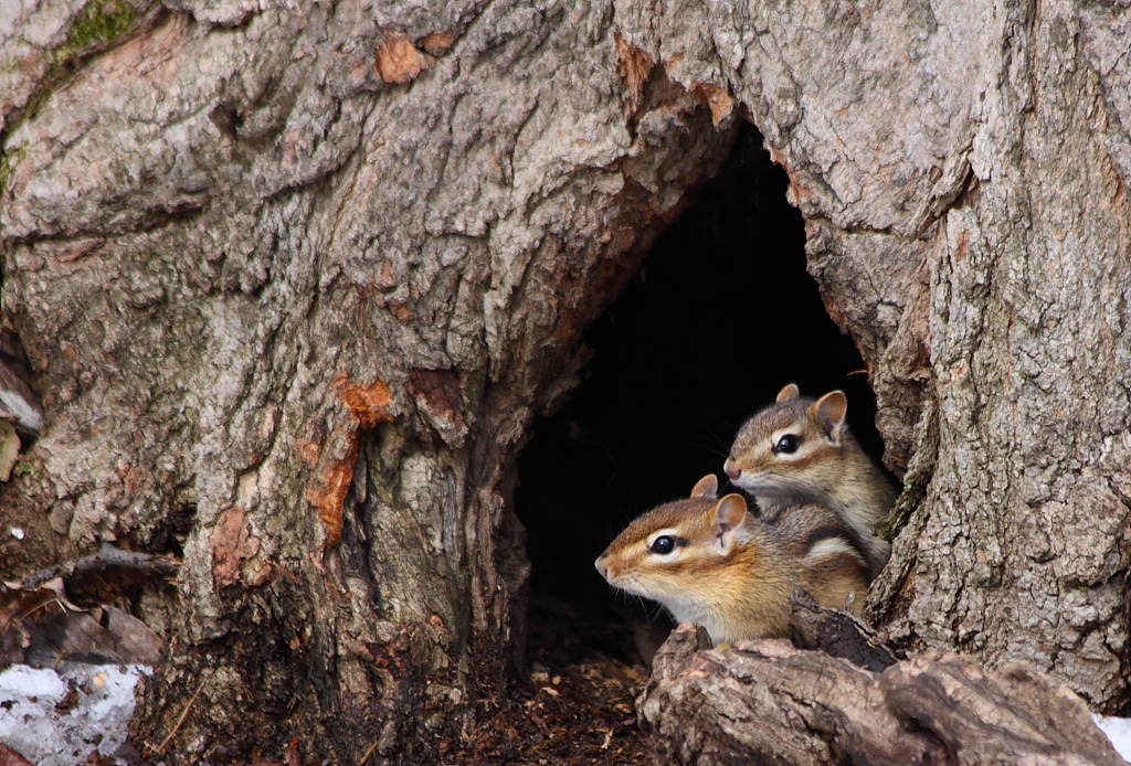 Chipmunks