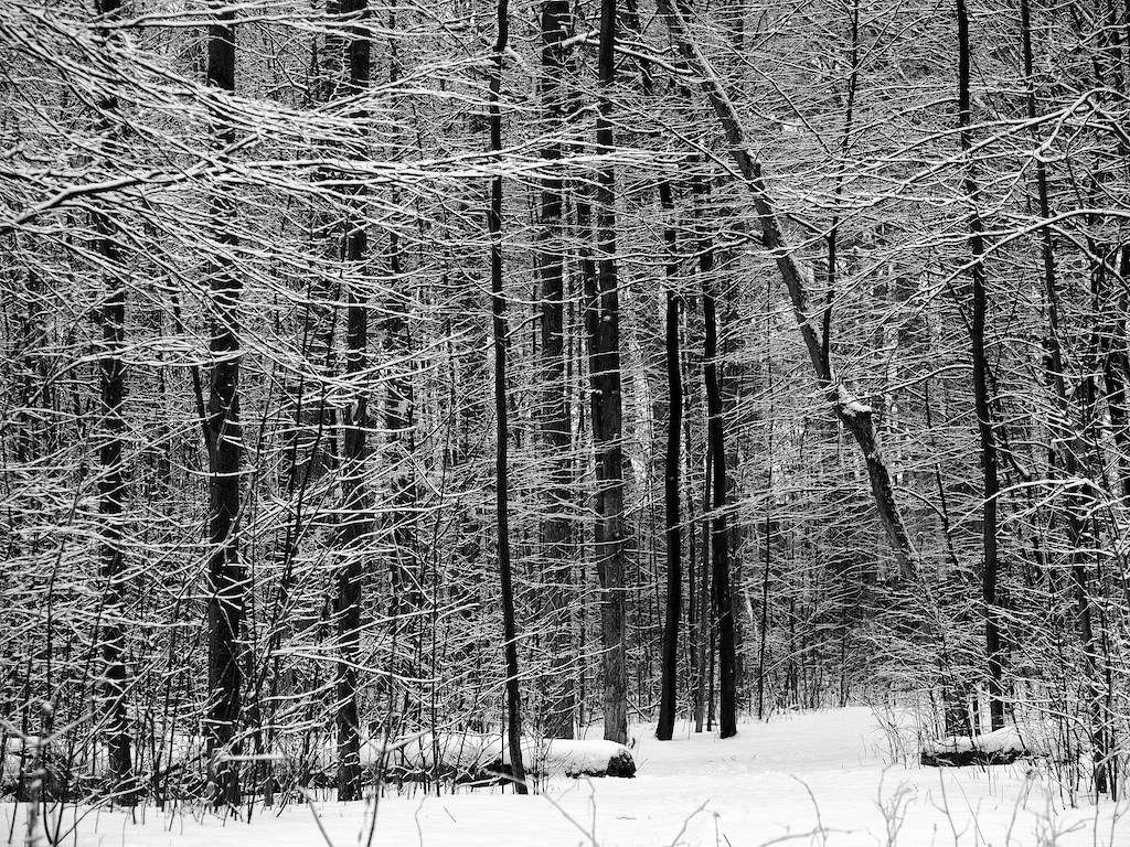 New Snow #2