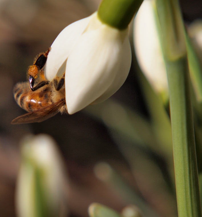 Snowdrop & Bee