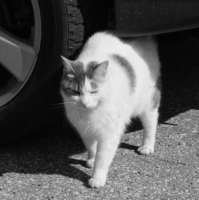 Cat