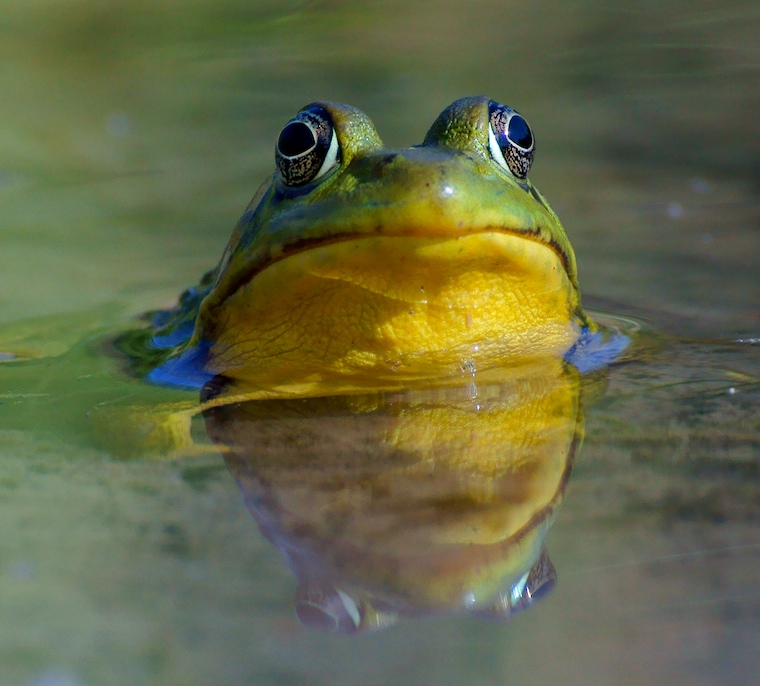 Frog
