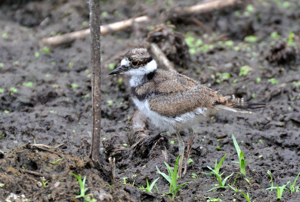 Young Killdeer