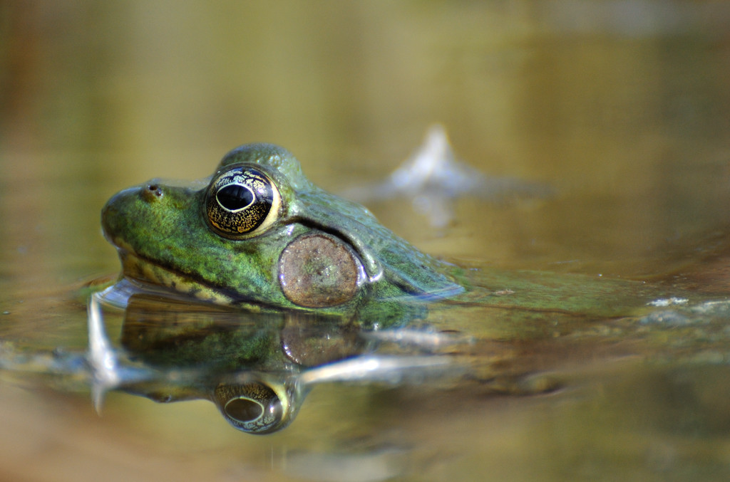 Frog