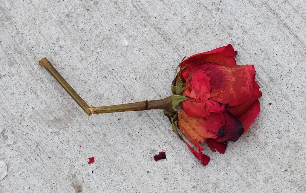 Sidewalk Rose