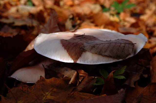 DSCF3819.jpg