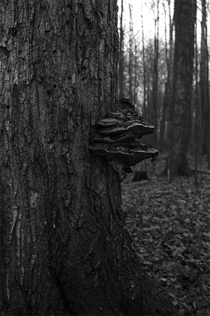 fungus.jpg