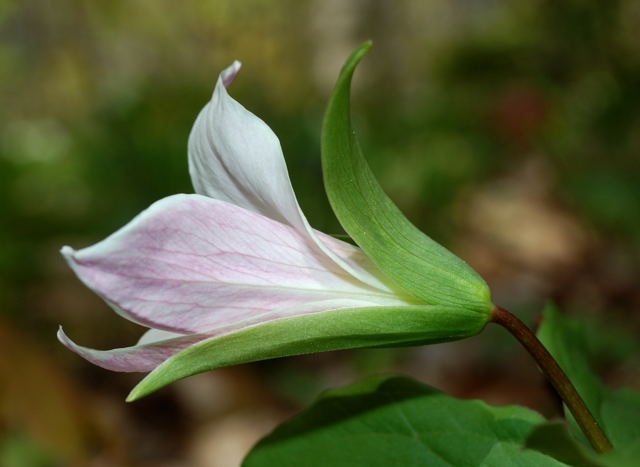 Blooming
