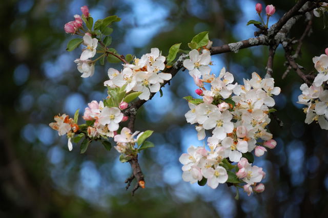 Blossoms