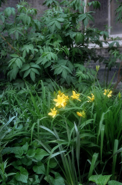 Yellow Flowers