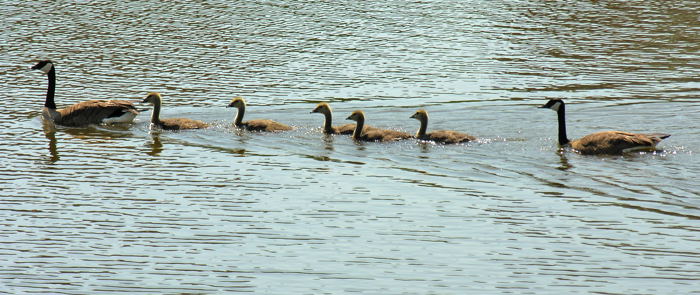 Family swim