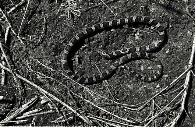Snake