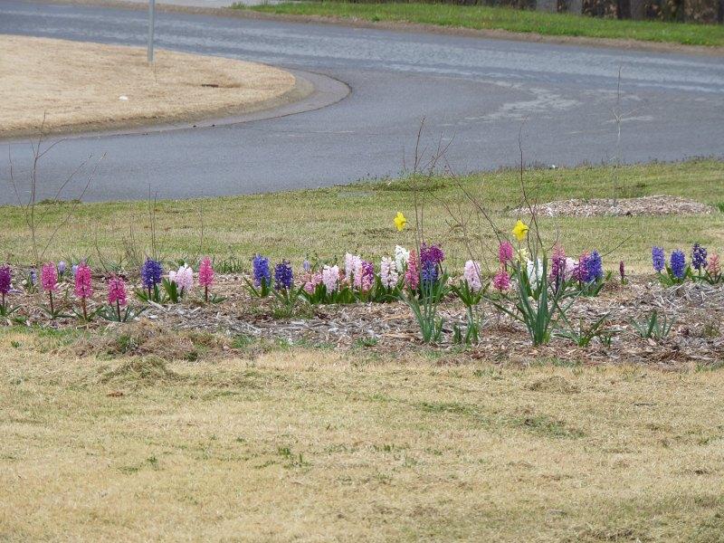 hyacinths 2.JPG