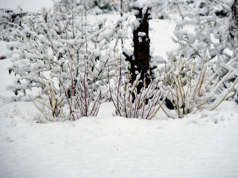 snowy dogwood.jpg