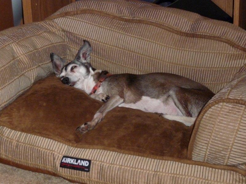 zoe-bed.JPG