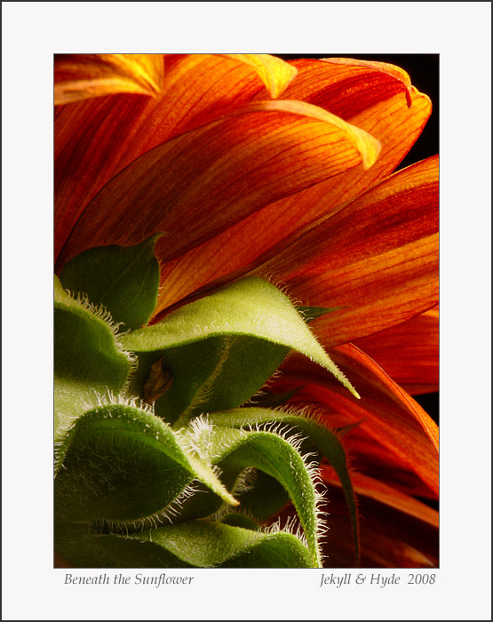 Beneath  the Sunflower