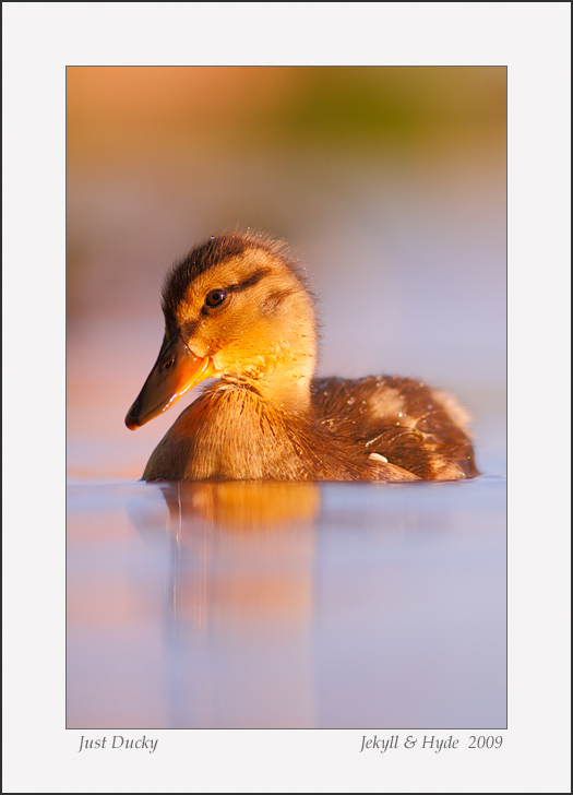Just Ducky
