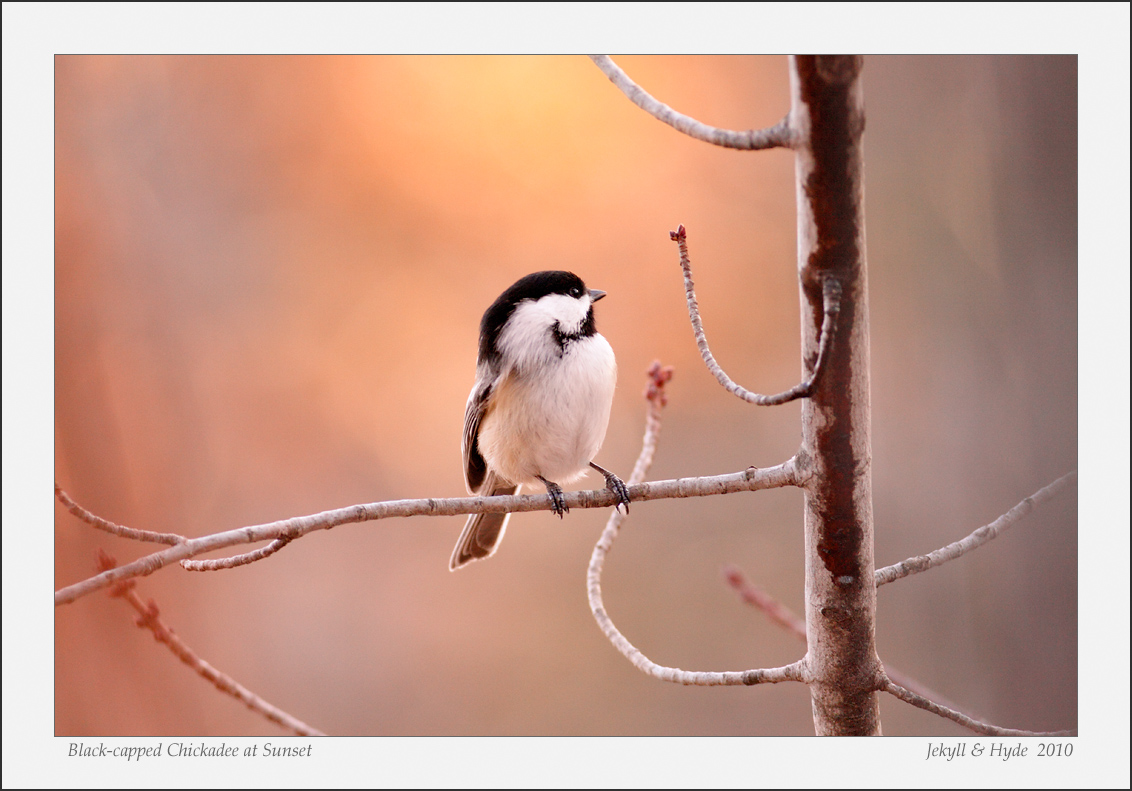 Black-capped Chickadee at Sunset