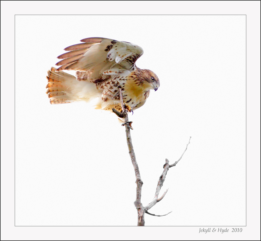 Fledgling