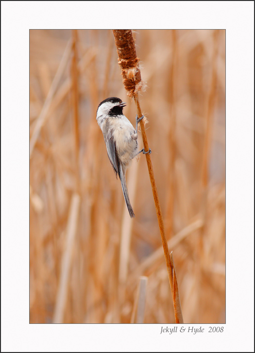 Chickadee