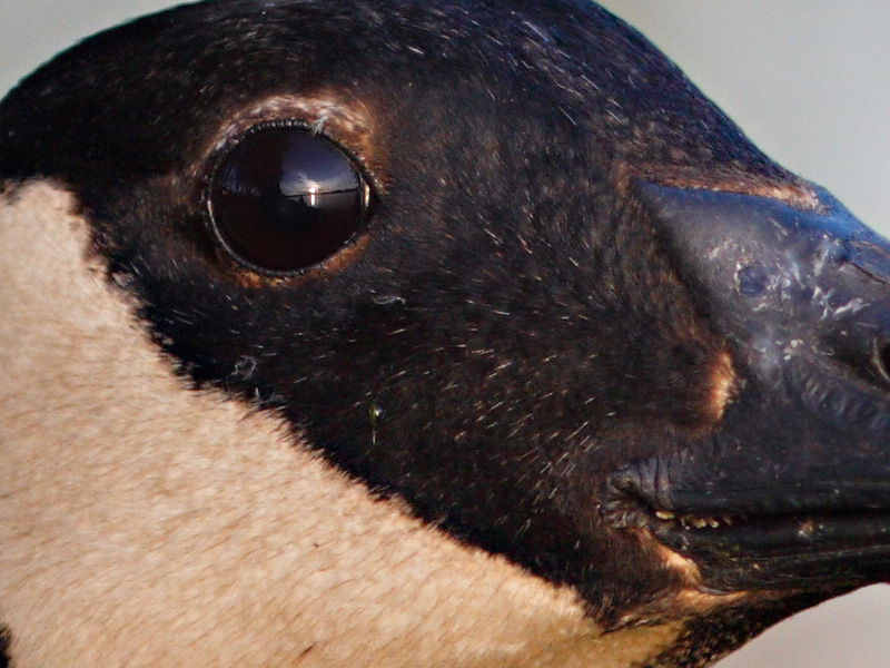 100% Crop