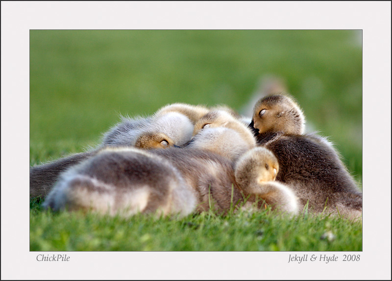 ChickPile
