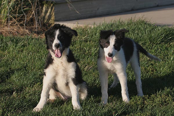 monk and sister blair at 14wks