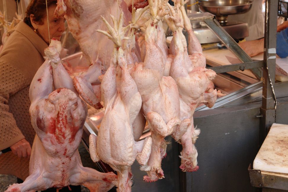 Chicken!