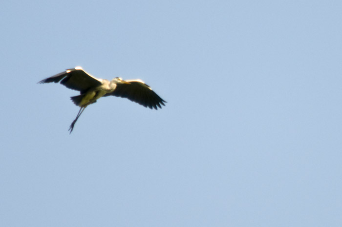 Macao 澳門 - Taipa House Museum - 蒼鷺 Gray Heron (Ardea cinerea)