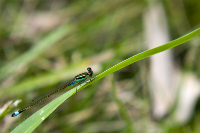Hong Kong 香港 - Kowloon Fortress Park - 褐斑異痣蟌 Common Bluetail (Ischnura senegalensis)