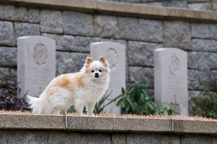 Hong Kong 香港 - 赤柱軍人墳場 Stanley Military Cemetary