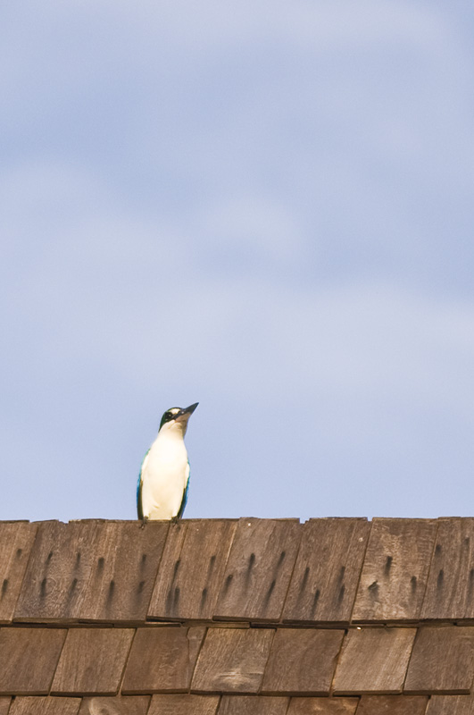 Bali 峇里 - 烏魯瓦圖 Uluwatu - Sacred Kingfisher
