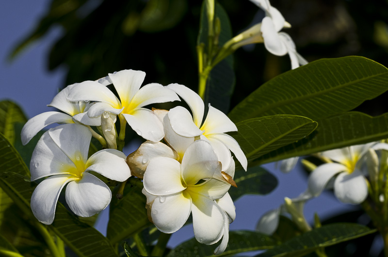 Bali 峇里 - 烏魯瓦圖 Uluwatu - Frangipani 雞蛋花