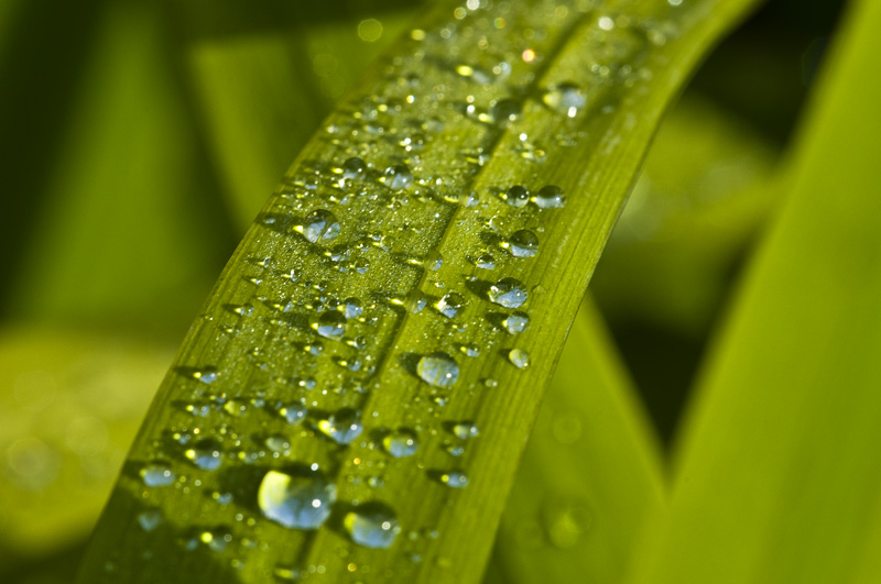Bali 峇里 - 烏魯瓦圖 Uluwatu - dew hit by morning sunlight