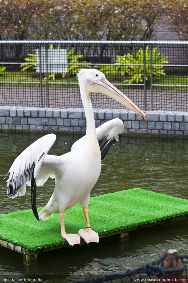 Yokohama 橫浜 - 八景島 Hakkeijima - Pelican