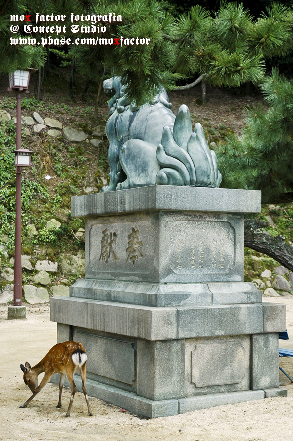 Miyajima 宮島 - Deer