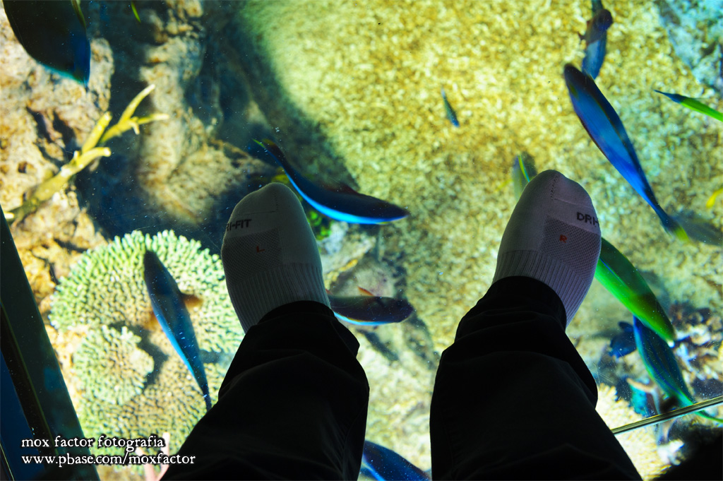 Mikuni 三国 - 越前松島水族館