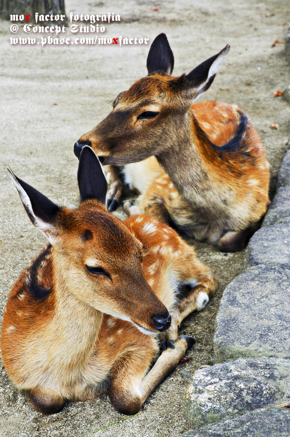 Miyajima 宮島 - Deer