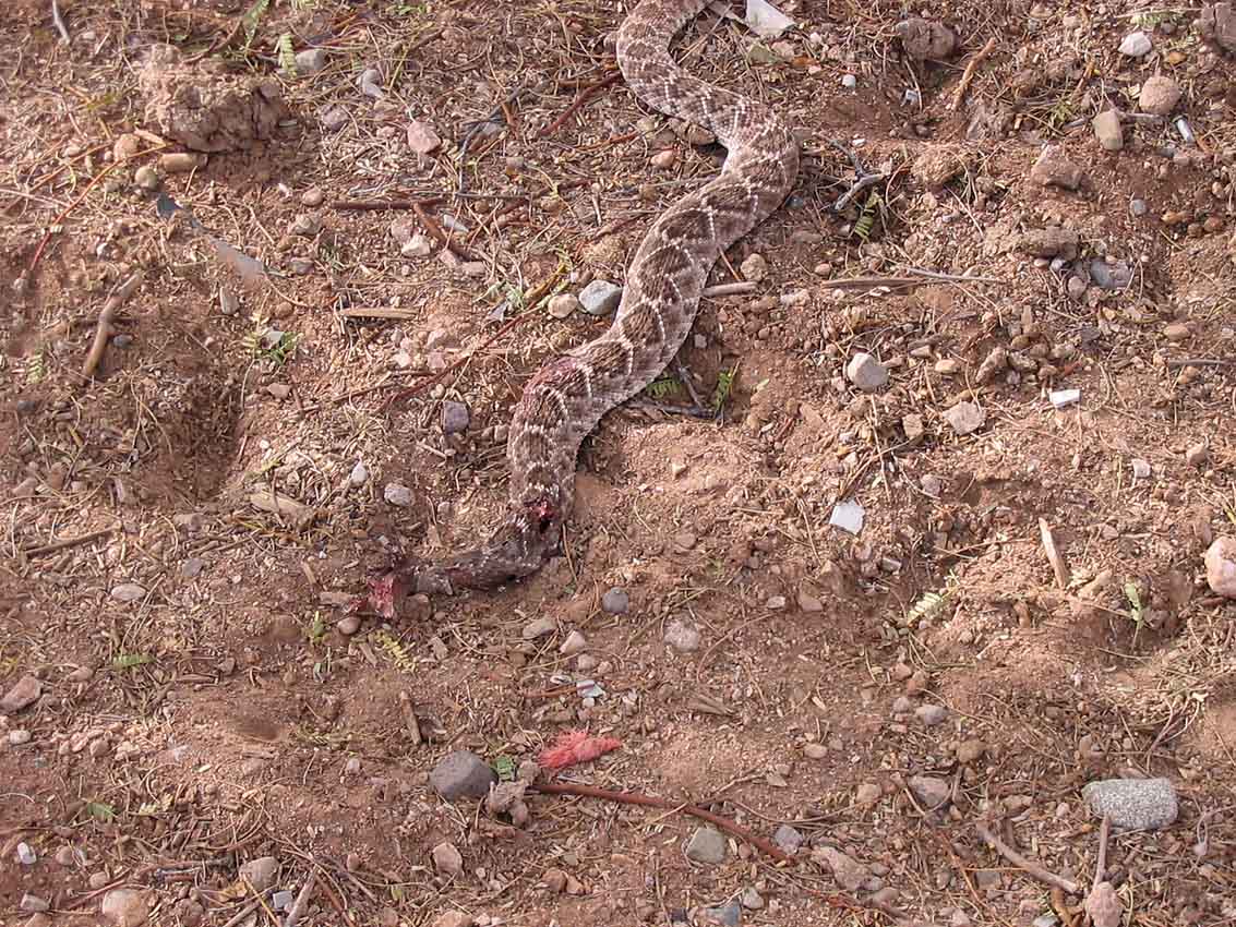 Dead Rattlesnake