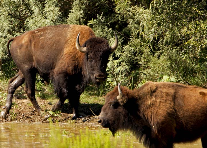 Texas bison herd