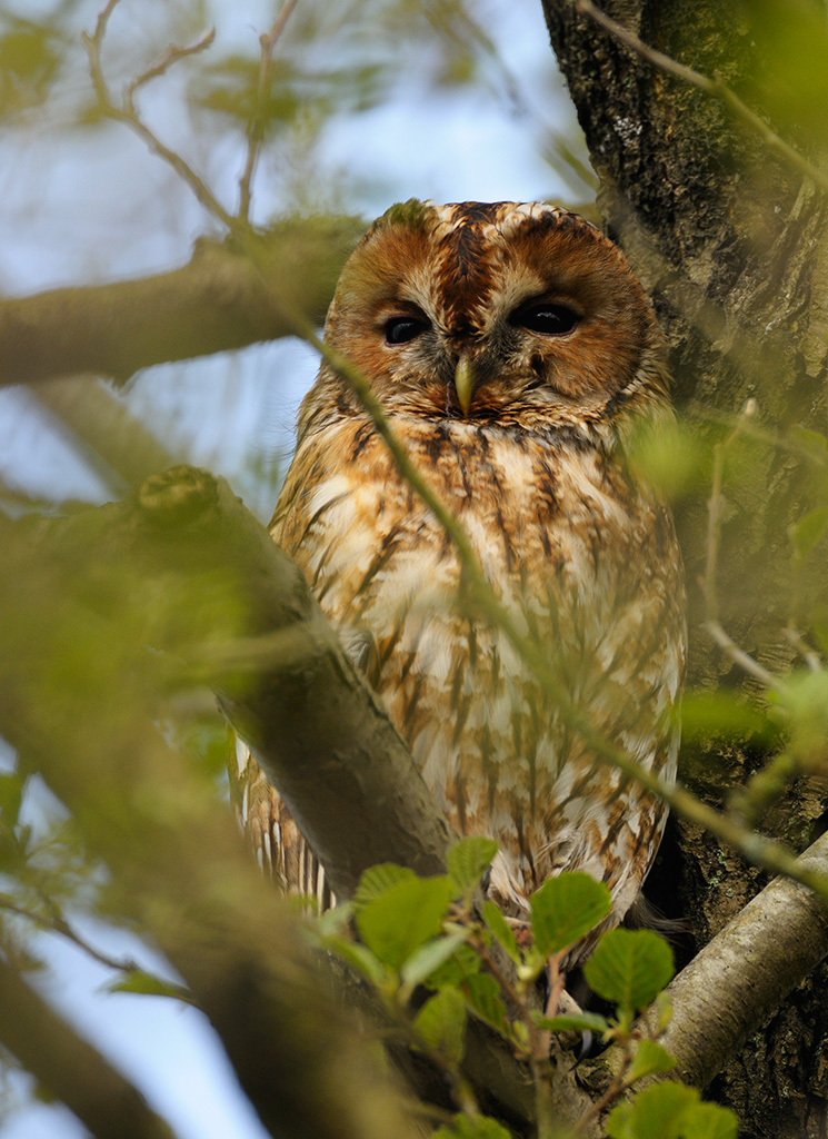 Tawny Owl