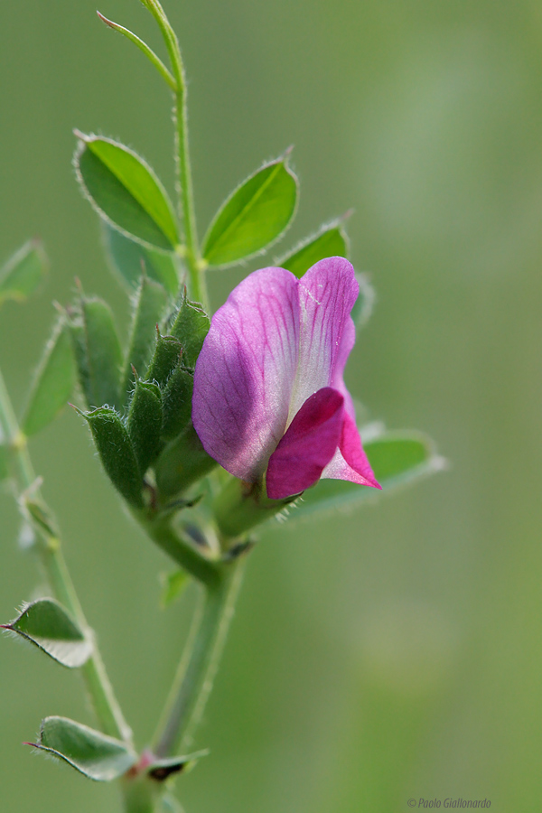 Lathyrus-Sylvestris_-a009.jpg