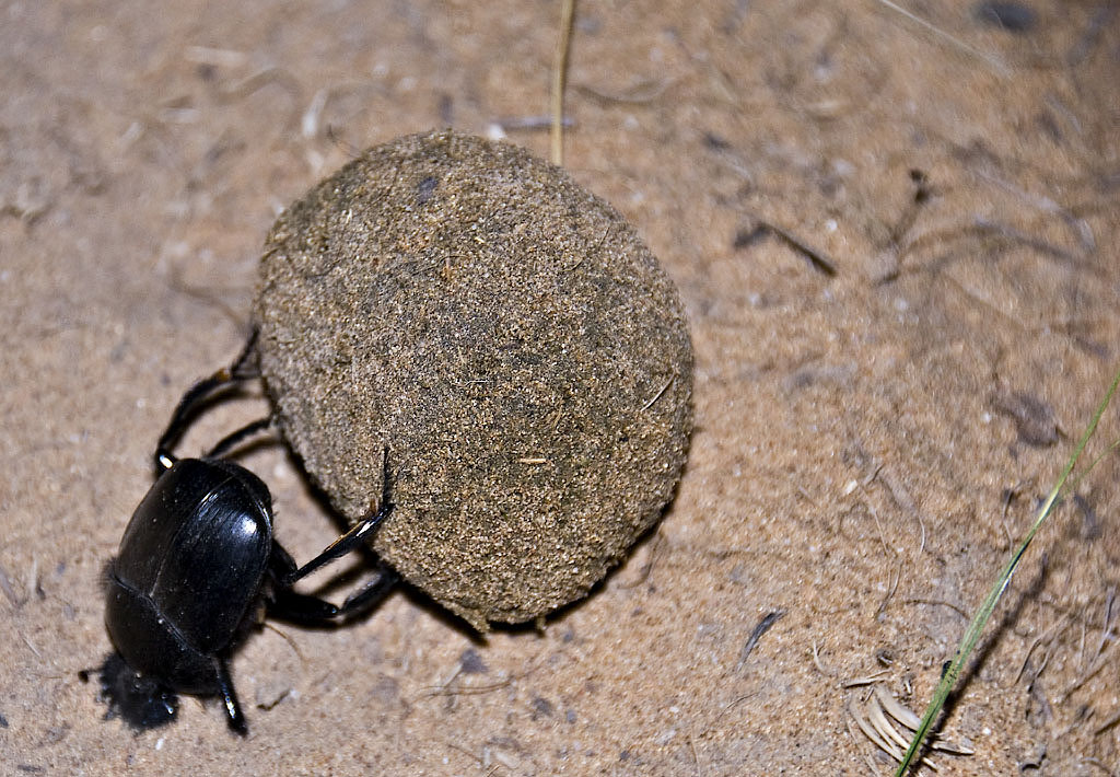 Yengui Gazgen - Dung beetle (bousier)