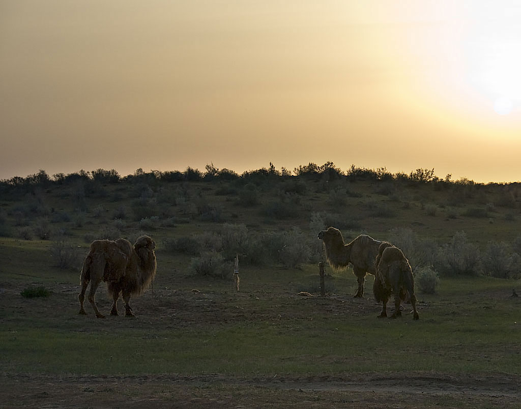 Yengui Gazgen - Camels at dawn